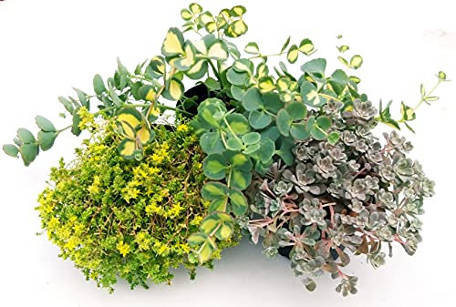 POWERS TO FLOWERS - SEDUM TRIS, CAPE BLANCO, SEIBOLDI VARIEGATO e CZARS GOLD, 3 PIANTE, VASO 12CM, piante vere