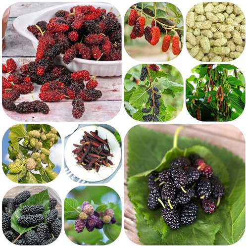 semi di gelso - gelso - semi per aiuole rialzate resistente colonnari colonnari balcone resistenti fresca 400pcs