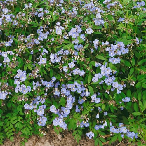 Polemonium reptans ca. 9x9 cm Topf - Jakobsleiter, blaue Blüten, Blütezeit April-Juni, ideal für schattige Beete, bienenfreundlich, pflegeleicht