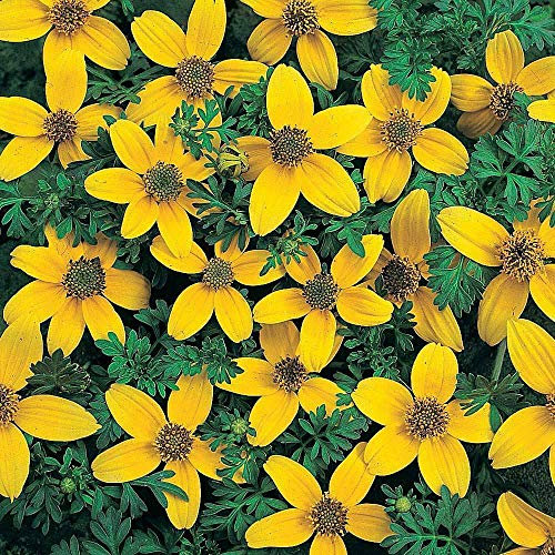 Bidens 'Golden Eye' Seeds Half Hardy Perennial Flower Garden Plants Easy to Grow Your Own Bidens 'Golden Eye' 1 Packet of 75 Seeds by Thompson and Morgan