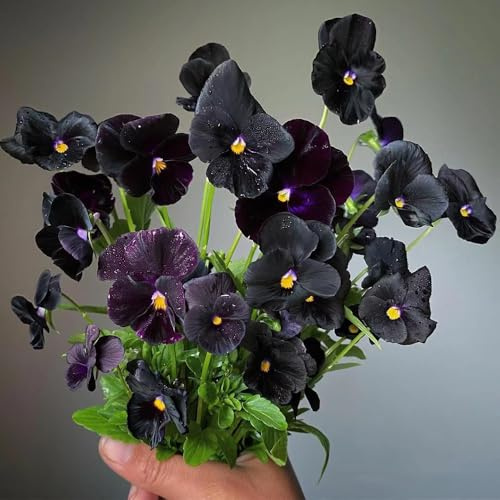 Stiefmütterchen - hochbeet zimmerpflanze winterharte kübelpflanzen indoor alte sorten bio pflanzensamen exotische zimmerpflanzen outdoor rankpflanzen garten gartendeko für draußen 650samen