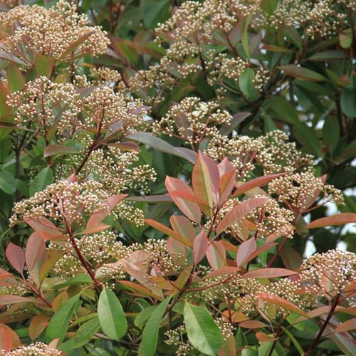 Semi di Photinia Red Robin vecchie varietà siepe, resistenti balcone per i luoghi soleggiati ornamentali biologiche per giardinieri semi 100pcs