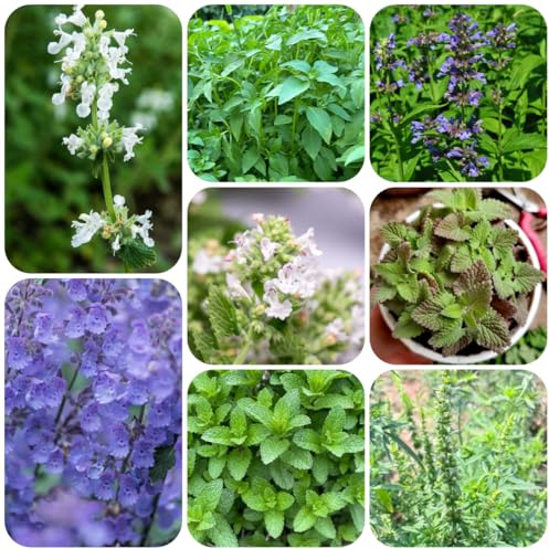 Nepeta cataria - cultivo jardín resistentes en semillas interior decoraciones resistentes el jardín en exteriores 500semillas