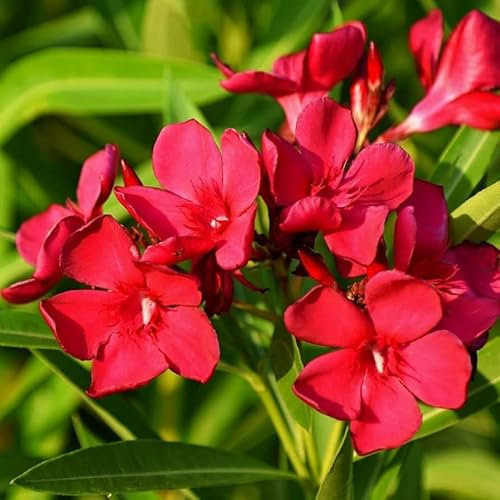 Alberello di Nerium Oleander, Pianta Ornamentale con Fiori Rosa, Bianchi e Rossi, alberello da Giardino, Alt.180cm (Rosso)