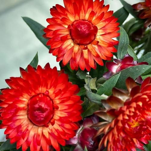 Semillas de paja perenne, resistentes para balcones. Xerochrysum bracteatum, Las jardín son perennes resistentes, decoración 550pcs