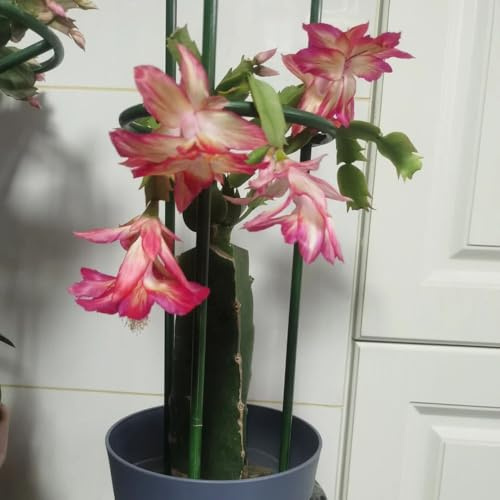 Cactus de Navidad semillas de Schlumbergera truncata suculentas balcón habitación con sombra en macetas decoración otoño trepadoras orgánicas,s 250semillas