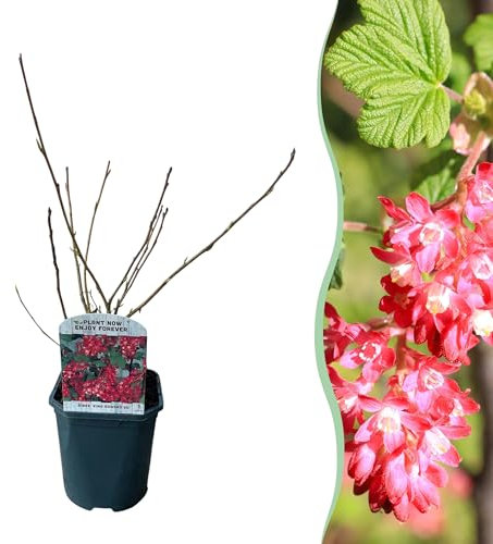 Arbusti - Ribes sanguineum Kind Edward - Fiore rosso - 1 pianta - Deciduo - Bassa manutenzione - 35-45cm - Ø18cm - Pianta da giardino