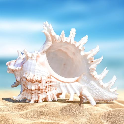 Große Natürliche Muscheln für Hochzeitsdekoration, Heimdekorationen, Strand-Mottoparty - Deko Ozeanmuscheln, Aquarium - 14-16 cm