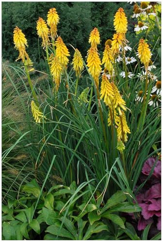 Stauden Gänge 3 x Kniphofia ‘Banana Popsicle’ (Winterhart/Staude/Dauerblüher/Bienenferundlich/Mehrjährig) Fackellilie Gelb - Strahlende Gelbtöne für sonnige Gartenträume