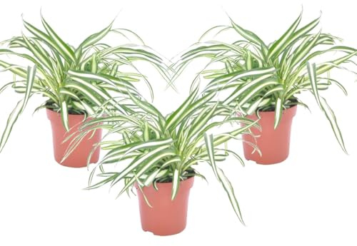 Chlorophytum Comosum 'Atlantic' | 3 Stück - 25-40cm - Ø12cm - Zimmerpflanze - Immergrün - Multideal