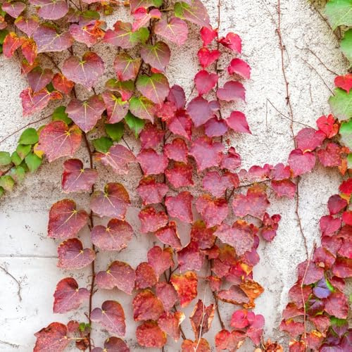 semi Vino selvaggio decorativo verde Letti elevati giardino di ufficio interni esotici decorazione macerato Parthenocissus tricuspidata balcone resistenti 500pcs
