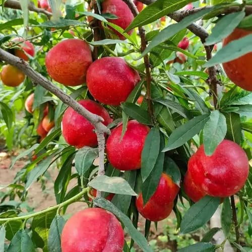 nettarina balcone esotico a prova di inverno da giardino resistenti in vaso arbusti a crescita sostenibili da appartamento per luoghi soleggiati 20semi