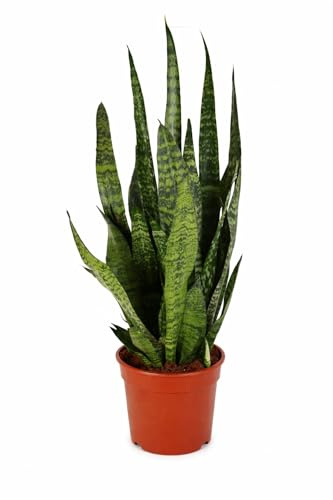 Sansevieria Zeylanica båghampa ca 100 cm | Luftrenande inomhusväxt | Lättskött, robust och modern | för vardagsrum, kontor och sovrum – bättre inomhusluft och dekorativ grön växt