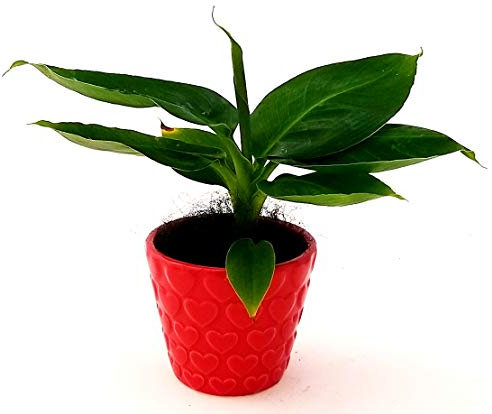 POWERS TO FLOWERS - BANANO, MINI PIANTA DEL BANANO IN VASO CERAMICA CUORI, pianta vera