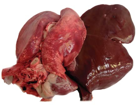 Halal Lamb Pluck 4 Pack | Fresh Lamb Liver, Lungs & Heart | High Protein Offal Cuts | Ideal for Stews, Soups & Traditional Recipes