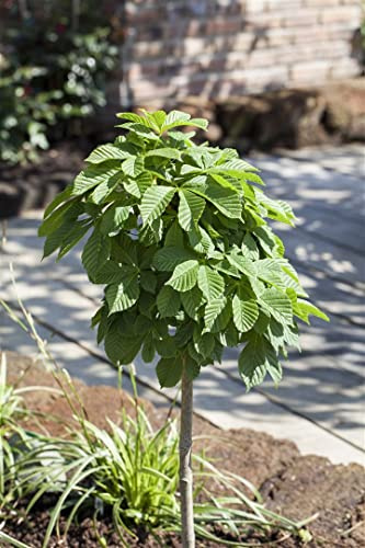 Zwerg-Kastanie Aesculus hippocastanum Monstrosa 30-40 cm winterhart | Kompakter Wuchs, dekoratives Laub, ideal für Terrasse und Vorgarten, robust, langlebig, unkomplizierte Pflanzung