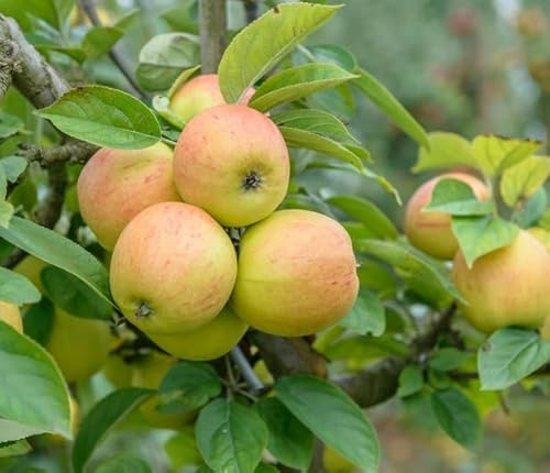 Apfelbaum `Goldparmäne´, historische Sorte, Halbstamm 160-180cm im 10L-Topf