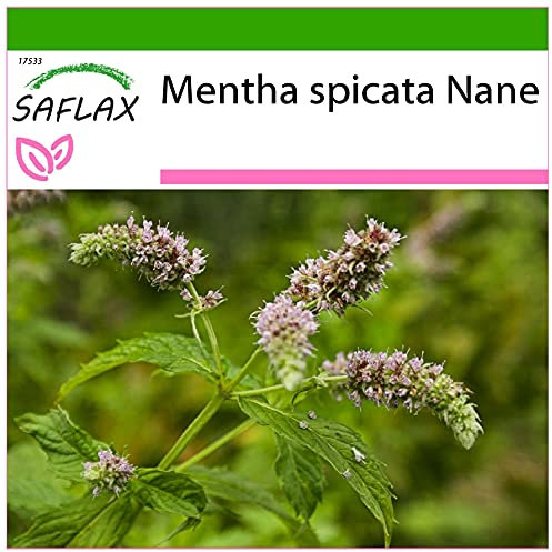 SAFLAX - Kräuter - Mexikanische Nana Minze - 500 Samen - Mit keimfreiem Anzuchtsubstrat - Mentha spicata