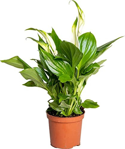 Spathiphyllum Romeo DECOALIVE Planta de Interior Natural para Decorar el Hogar Lirio de la Paz o Espatifilo