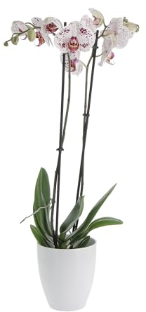 KENTIS - Orchidea Phalaenopsis Bicolore - Piante da Interno Vere Fiorite - H 60-70 cm Vaso Ø 12 cm