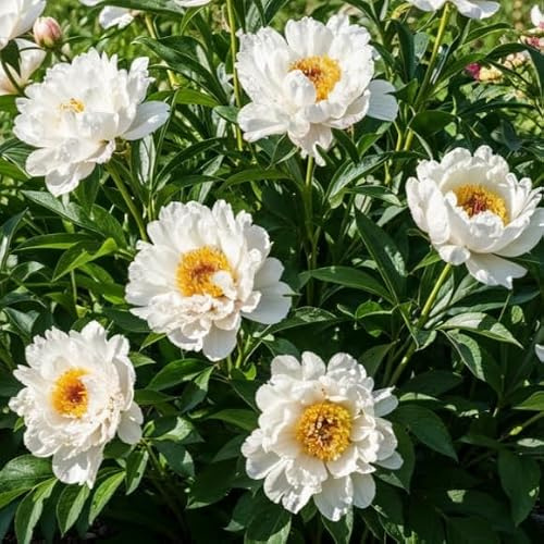 Peonía Itoh White Passion (1 planta), gran híbrido de peonías, planta | perenne resistente al invierno, plantas de Holanda para jardín y maceta (no semillas, bulbos ni artificial) (Blanca)