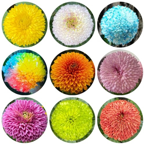 semillas de pompon mamma - sombra mamá pompón macizo de con orgánicas cubierta perenne resistente primavera, 125pcs