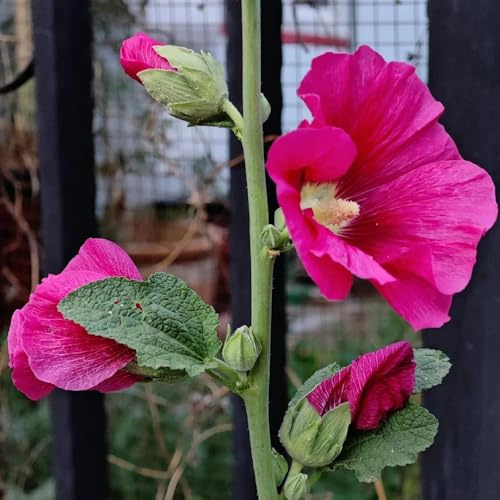 semi di malvarosa resistenti malvarosa ornamentali decorazione da giardino roccioso resistenti primaverile, semi di selvatici 300pcs