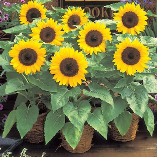 Plant World Seeds - Sunflower Dwarf Yellow Seeds (Annual Flower Seeds)