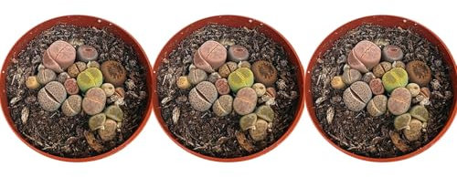 Pack de 3 Plantas Crasa Lithops, en maceta de 6 cm. Cactus piedra, piedra viviente, piedra viva. Suculenta con hojas que simulan rocas. Segura Garden.