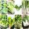 Plantas de pak choi - semillas hierbas - Serie Plantas Raras - de jardín maceta semillas hierbas para jardín interior variedades antiguas hortalizas hortalizas planta balcón en 400pcs