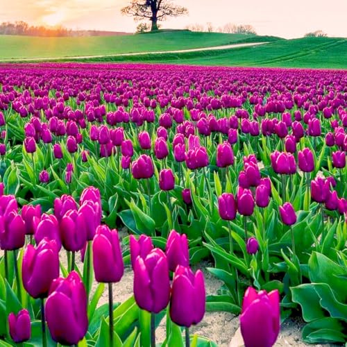 Tulpen-Mehrjährig winterhart/Verschönern Sie Ihre Umgebung/Geeignet zur Dekoration Ihres Gartens/Begrünung-6 Rhizome-F