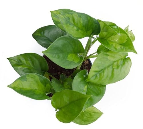 Potho Natural la Mejor Planta de Interior para Purificar el Aire y Decorar tu Hogar