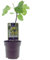 Ficus Panachee - Higuera - 30-40cm - Ø15cm - Planta de jardín