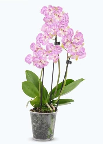 Phalaenopsis Orchid Plant Pink- Manta penida 2 br- Real Live Flowering Indoor Orchids | Flowering indoorplants in 9 cm Pot 28 cm Height
