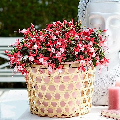 Fuchsiensamen blumensamen kaufen wildblumensamen herbstaussaat schnittblumen blumengarten blumendeko dekopflanzen schmetterlingsflieder bonsai topf wildblumen balkonblumen 250samen