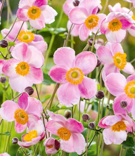 BALDUR Garten Rosa Herbst-Anemone,2 Pflanzen, blüht im Herbst sehr üppig, beliebte winterharte Staude, bienenfreundlicher Dauerblüher, pflegeleicht & wetterfest