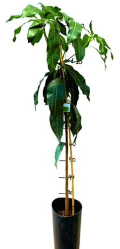 Vivaio Garden Forest Pianta di Mango Indica Maya Innestata, Piante mango, Pianta da frutto, Albero da frutto, Sempreverde, Pianta vera, Frutto tropicale, Profumo intenso, Molto gustosa, H140cm