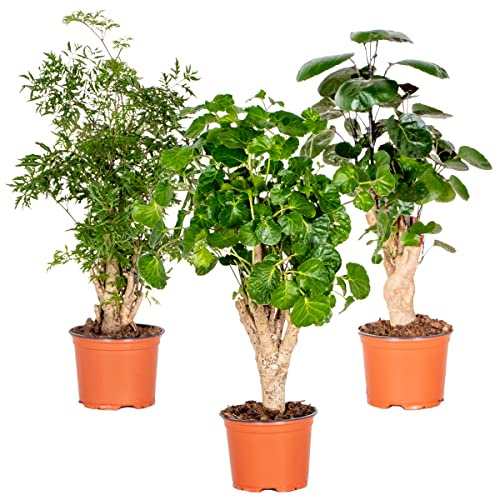 Bloomique - 3er-Mix Polyscias - Aralie - Fabian, Ming, Green Lemon - Zimmerpflanzen - Tierfreundlich - Höhe 30-40 cm - Topf 12 cm