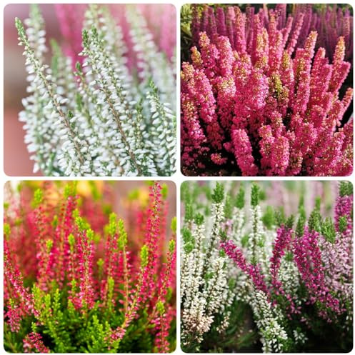 semillas de brezo, de balcón resistentes Erica carnea, arbustos resistentes Las perennes 250pcs