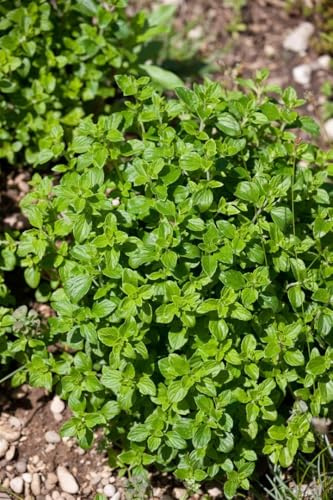 Calamintha nepeta 'Triumphator' 9x9 cm Topf – Winterhart, Mehrjährig, Pflegeleicht – Bergminze – Staude für Beet & Steingarten