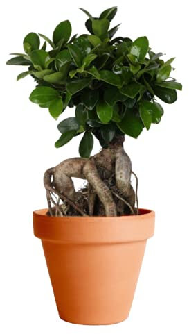 Ficus Ginseng con Maceta de Cerámica DECOALIVE Planta Natural Ficus Retusa o Ficus Bonsái de Interior