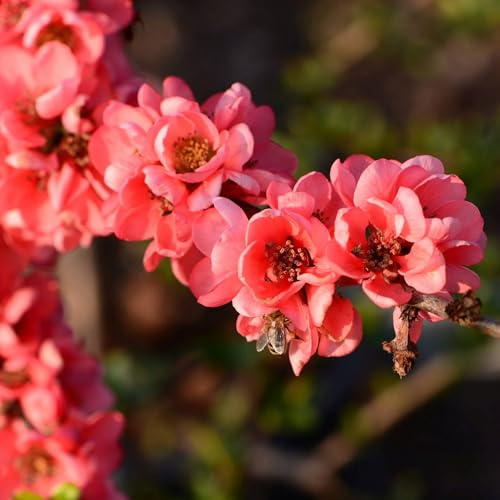 Vivai le Georgiche - Pianta vera di Chaenomeles x superba Pink Lady Chaenomeles speciosa 'Pink Lady' - vaso Ø 18 cm
