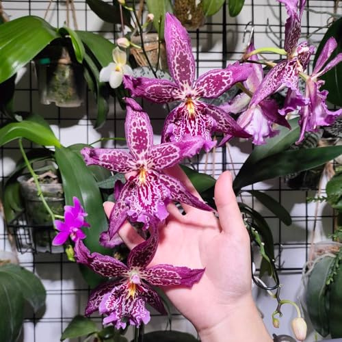 semi di orchidea oncidium - ornamentali, decorazione, decorazione, ombra selvatici da balcone per luoghi soleggiati, 130pcs