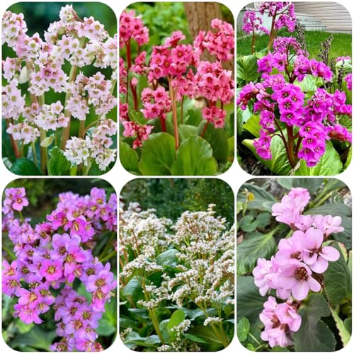bergenien pflanzensamen für sonnige plätze bergenien winterharte garten indoor kräutergarten 100samen