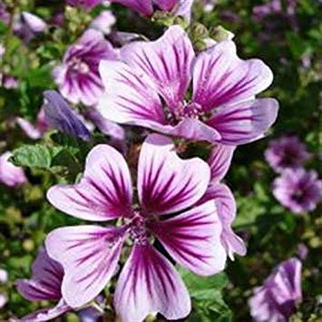 vegherb Frische 500 semi - Malve Zebrina Blumensamen
