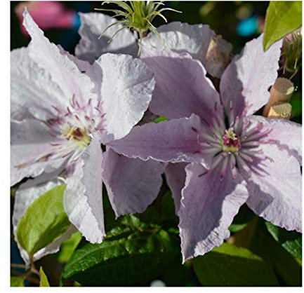 Clematis Hybrid 'Hagley Hybrid' 9cm Pot Size