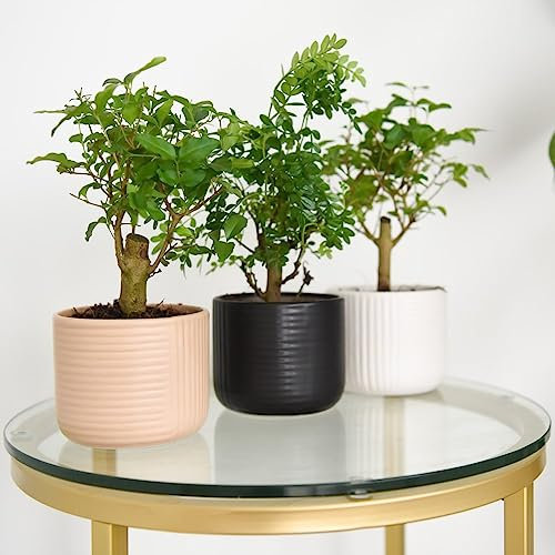 Bonsai Mix in Elegant Round Ceramic Pot - 11cm - Tranquil Gift for Beginners and Enthusiasts - by Thompson and Morgan