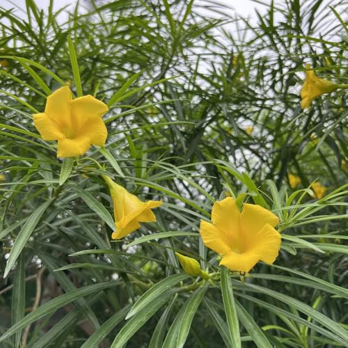 Semi di oleandro - da balcone resistenti Nerium oleander - resistenti all'esterno da balcone resistenti le da giardino roccioso sono resistenti 40pcs