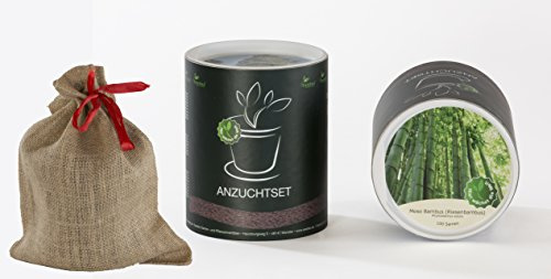 Seedeo Anzucht-Geschenkset Moso Bambus (Winterharter Riesenbambus) Phyllostachys edulis