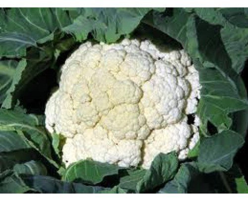 PREMIER SEEDS DIRECT - CAULIFLOWER - SNOWBALL - 2 GRAM ~ 500 SEEDS (ORGANIC)